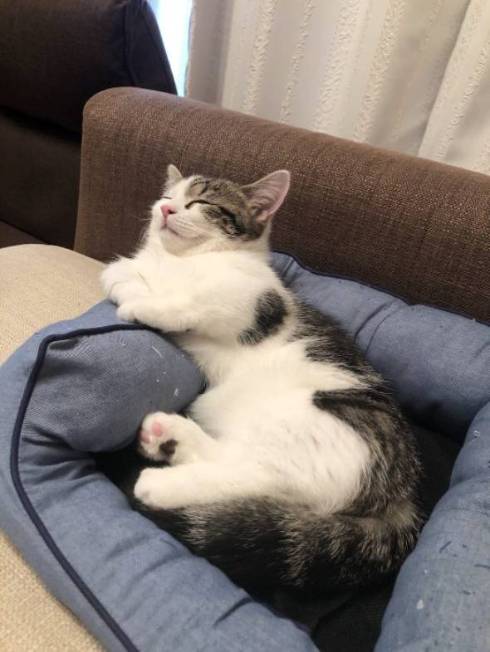 猫 ライちゃん