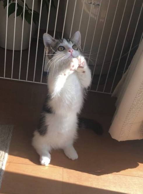 猫 ライちゃん