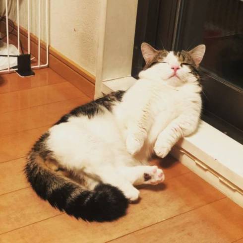 猫 ライちゃん