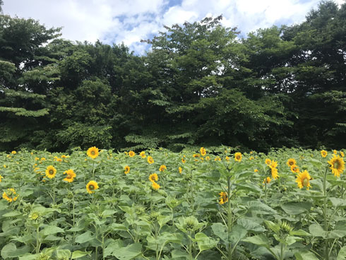 ひまわり畑