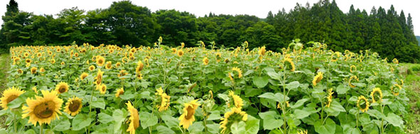 ひまわり畑