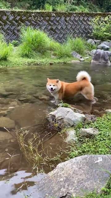 秋田犬 水遊び 足湯 川 涼む 静か 動かない
