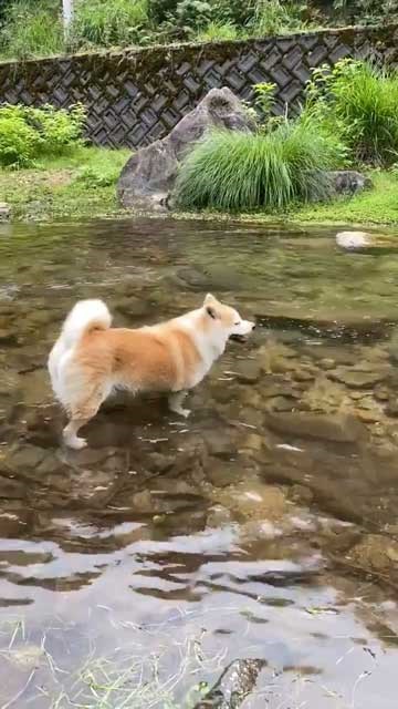 秋田犬 水遊び 足湯 川 涼む 静か 動かない