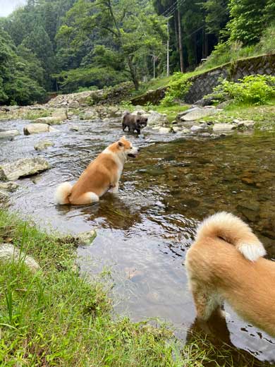 秋田犬 水遊び 足湯 川 涼む 静か 動かない