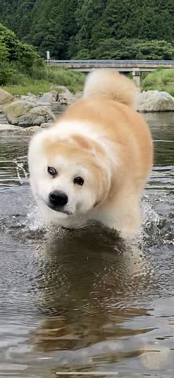 秋田犬 水遊び 足湯 川 涼む 静か 動かない