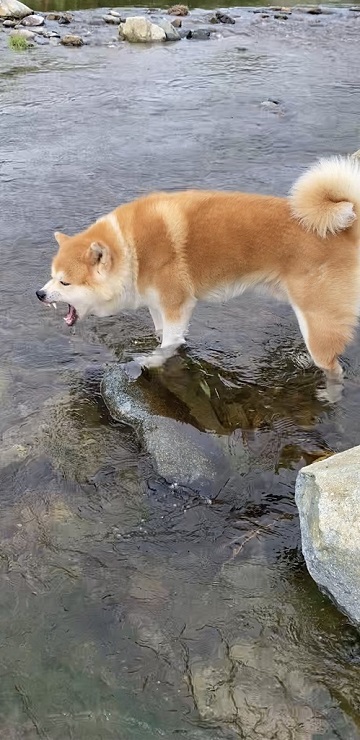 秋田犬 水遊び 足湯 川 涼む 静か 動かない