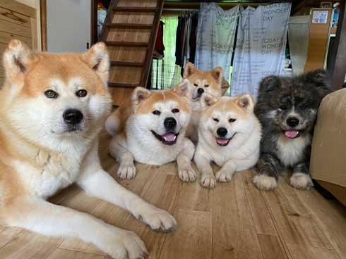 秋田犬 水遊び 足湯 川 涼む 静か 動かない