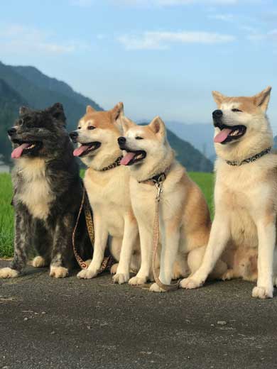秋田犬 水遊び 足湯 川 涼む 静か 動かない