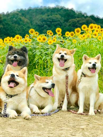 秋田犬 水遊び 足湯 川 涼む 静か 動かない