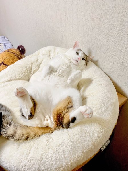 猫ちゃんの盗撮画像