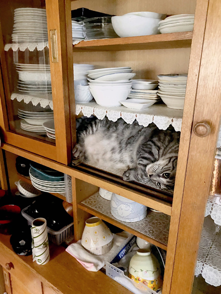 猫 棚