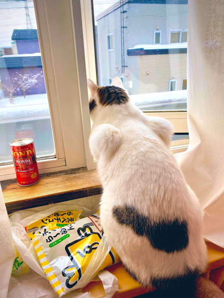 窓際の猫ちゃん