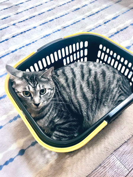 カゴ入り猫ちゃん