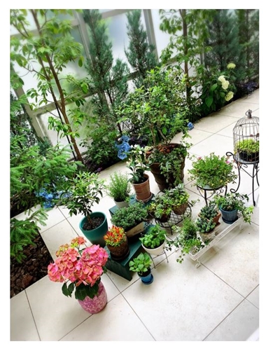 小川菜摘 種 中国 植えた 植物防疫所