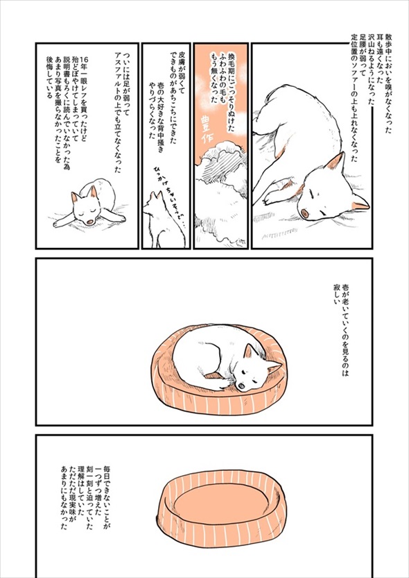 実家の犬が死んだ話