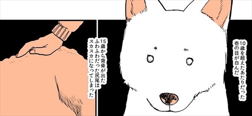 実家の犬が死んだ話