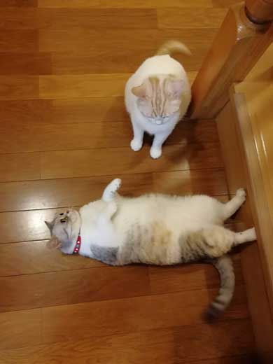 かまってもらいたい猫