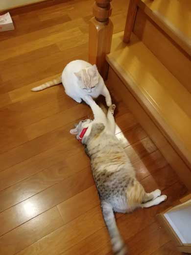 猫 親子 娘にかまってもらいたい 母猫 甘えん坊