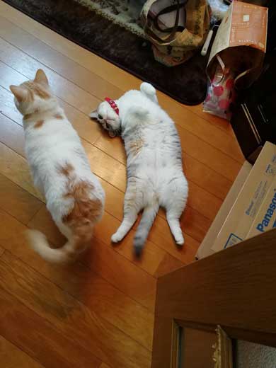 猫 親子 娘にかまってもらいたい 母猫 甘えん坊