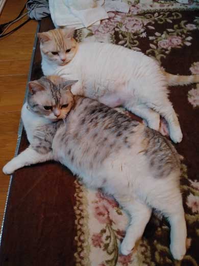 猫 親子 娘にかまってもらいたい 母猫 甘えん坊