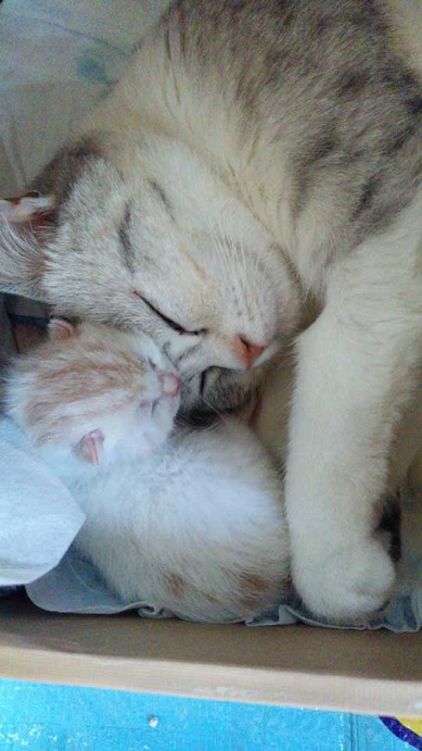 猫 親子 娘にかまってもらいたい 母猫 甘えん坊