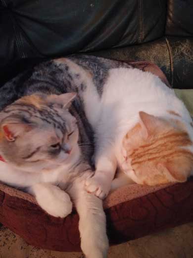 猫 親子 娘にかまってもらいたい 母猫 甘えん坊