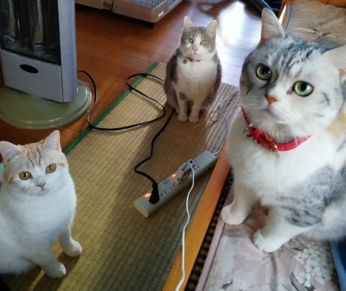 猫 親子 娘にかまってもらいたい 母猫 甘えん坊