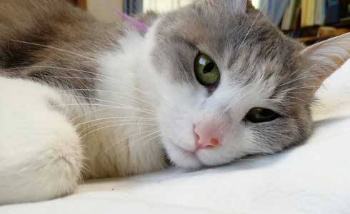 猫 親子 娘にかまってもらいたい 母猫 甘えん坊