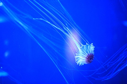 四国水族館のいきものたち