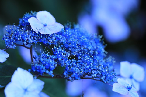 さまざまな写真