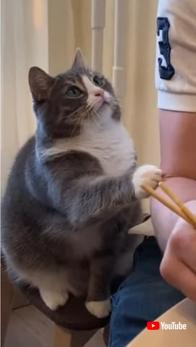 Asks For Sushi