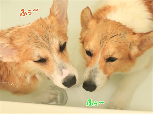 犬