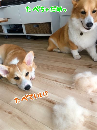 犬