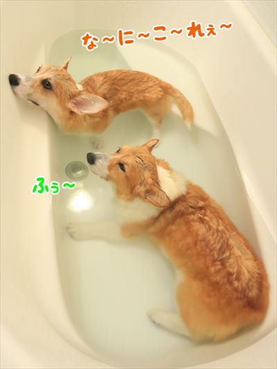 犬