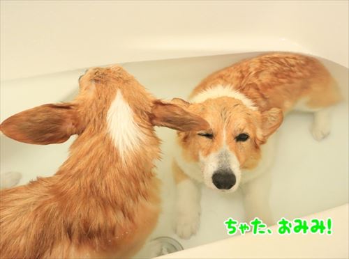 犬