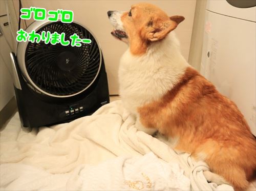 犬