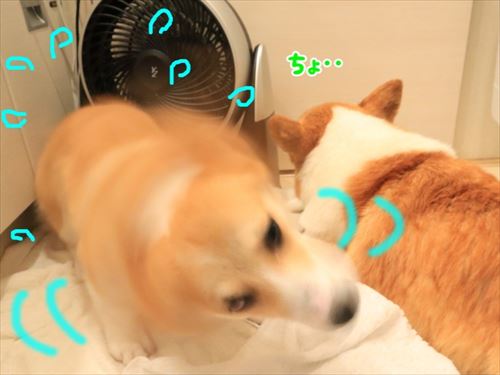 犬