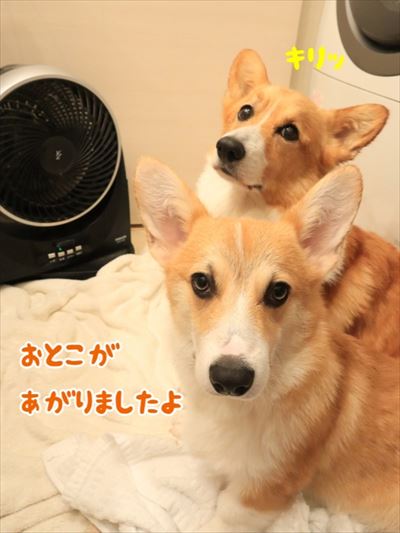 犬
