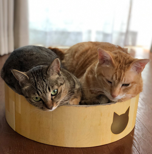 ぎゅうぎゅうのキジトラちゃんと兄貴