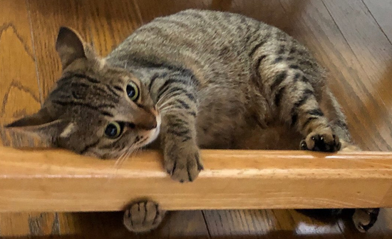 野生を忘れた猫ちゃんアップ