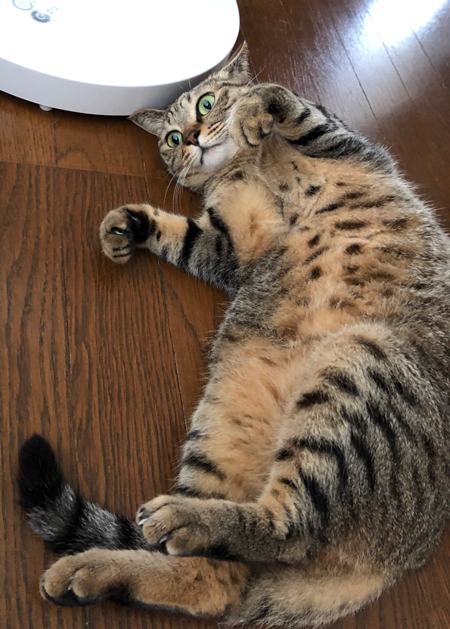 お腹を出して寝転がるキジトラちゃん