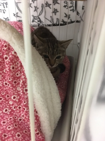 キジトラちゃんはじめましての日