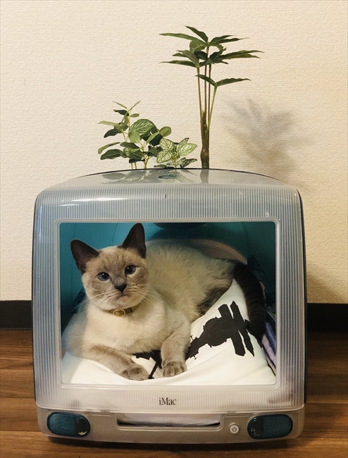 iMacの中で猫ちゃんが「スヤァ」……!? ナイスアイデアなベッドで