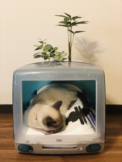 ベッドねこ