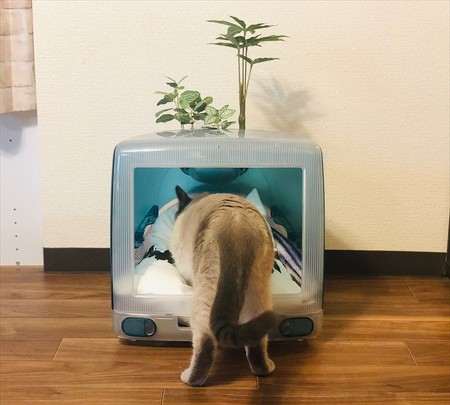 猫ベッド