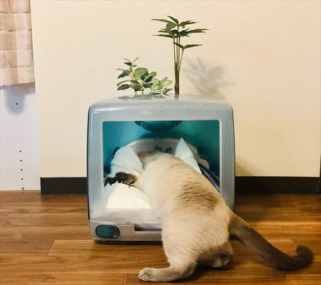 猫ベッド