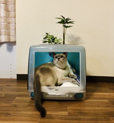 猫ベッド
