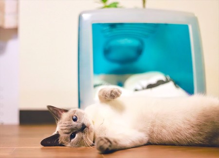 猫ベッド