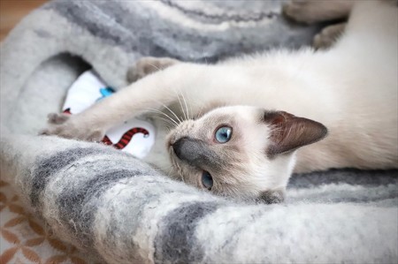 猫ベッド