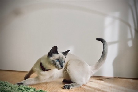 猫ベッド